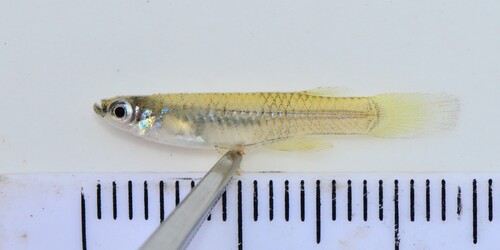 Pfaff's lampeye (Micropanchax pfaffi) — Procatopodidae