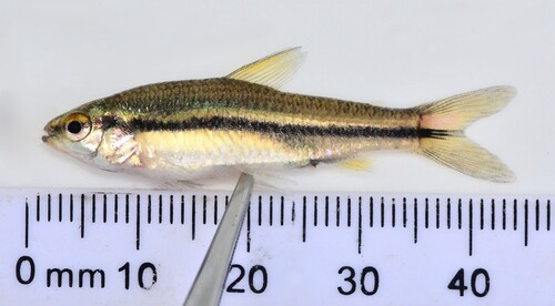 Onestripe tetra (Neolebias unifasciatus) — Distichodontidae