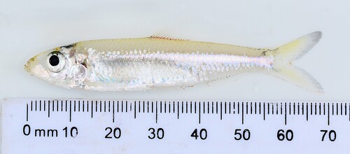 Smalltoothed pellonula (Pellonula leonensis) — Clupeidae — 2