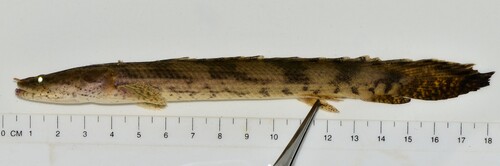 Saddled bichir (Polypterus endlicherii) — Polypteridae — 2