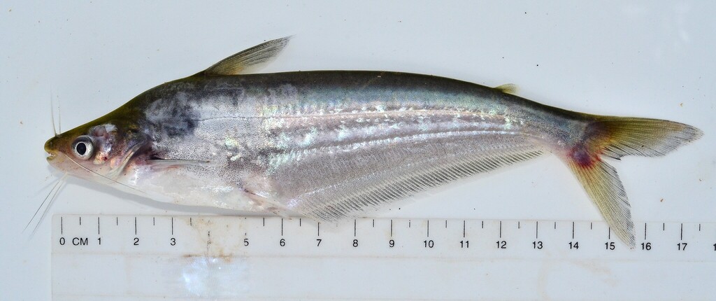 Lower Guinea butter catfish (Schilbe mandibularis) — Schilbeidae