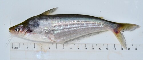 Lower Guinea butter catfish (Schilbe mandibularis) — Schilbeidae