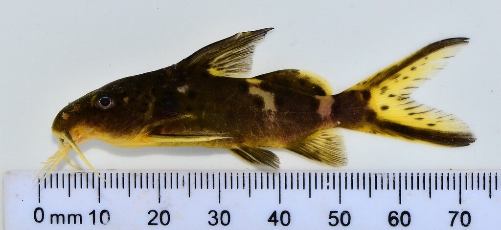 Bastian's squeaker (Synodontis bastiani) — Mochokidae