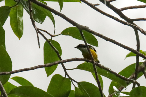 Legge's Flowerpecker (Pachyglossa vincens), photo 4