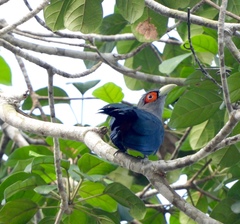 Phaenicophaeus sumatranus