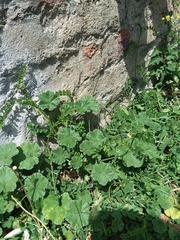 Malva neglecta