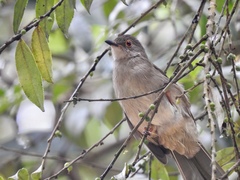 Rubigula erythropthalmos