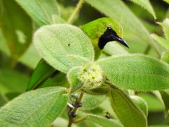 Chloropsis cyanopogon