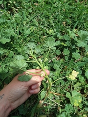 Malva neglecta