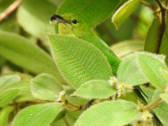 Chloropsis sonnerati