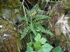 Asplenium fontanum fontanum