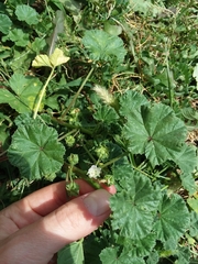 Malva neglecta