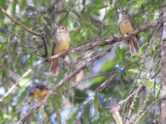 Tricholestes criniger