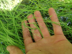 Torreyochloa pallida