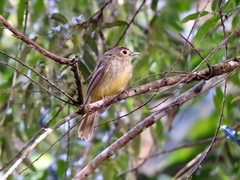 Tricholestes criniger