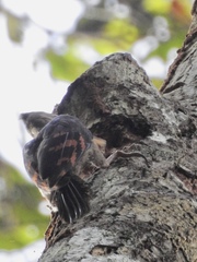 Reinwardtipicus validus