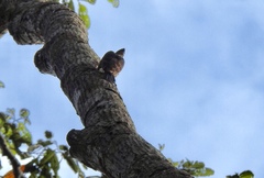 Reinwardtipicus validus