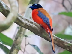 Harpactes duvaucelii