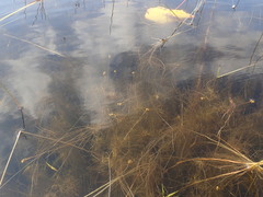 Potamogeton confervoides