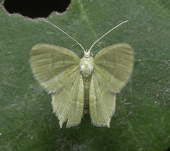 Idiochlora celataria