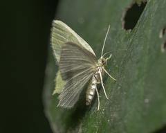 Idiochlora celataria