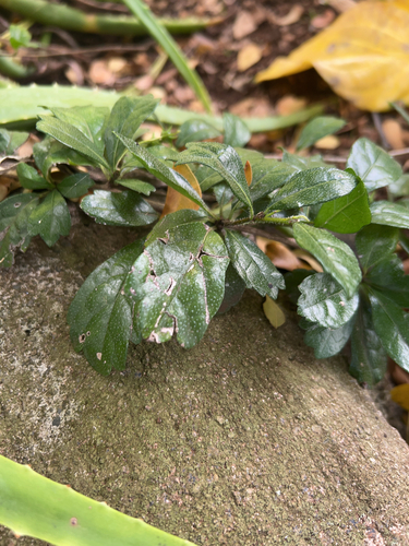 Ehretia microphylla observed 2025-03-25