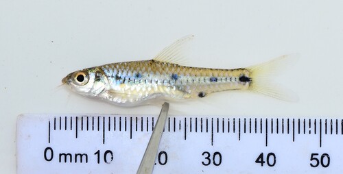Enteromius sublineatus