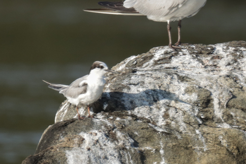 iNaturalist image