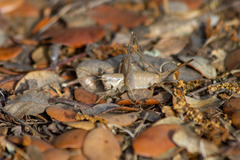 Antaxius spinibrachius