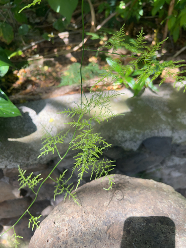 Asparagus setaceus observed 2025-03-25