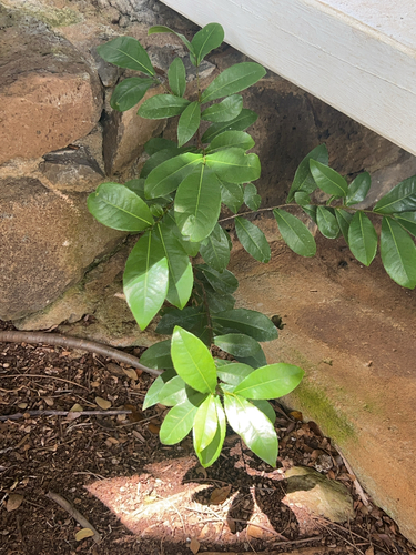 Ochna thomasiana observed 2025-03-25