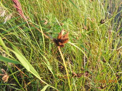 Bolboschoenus planiculmis