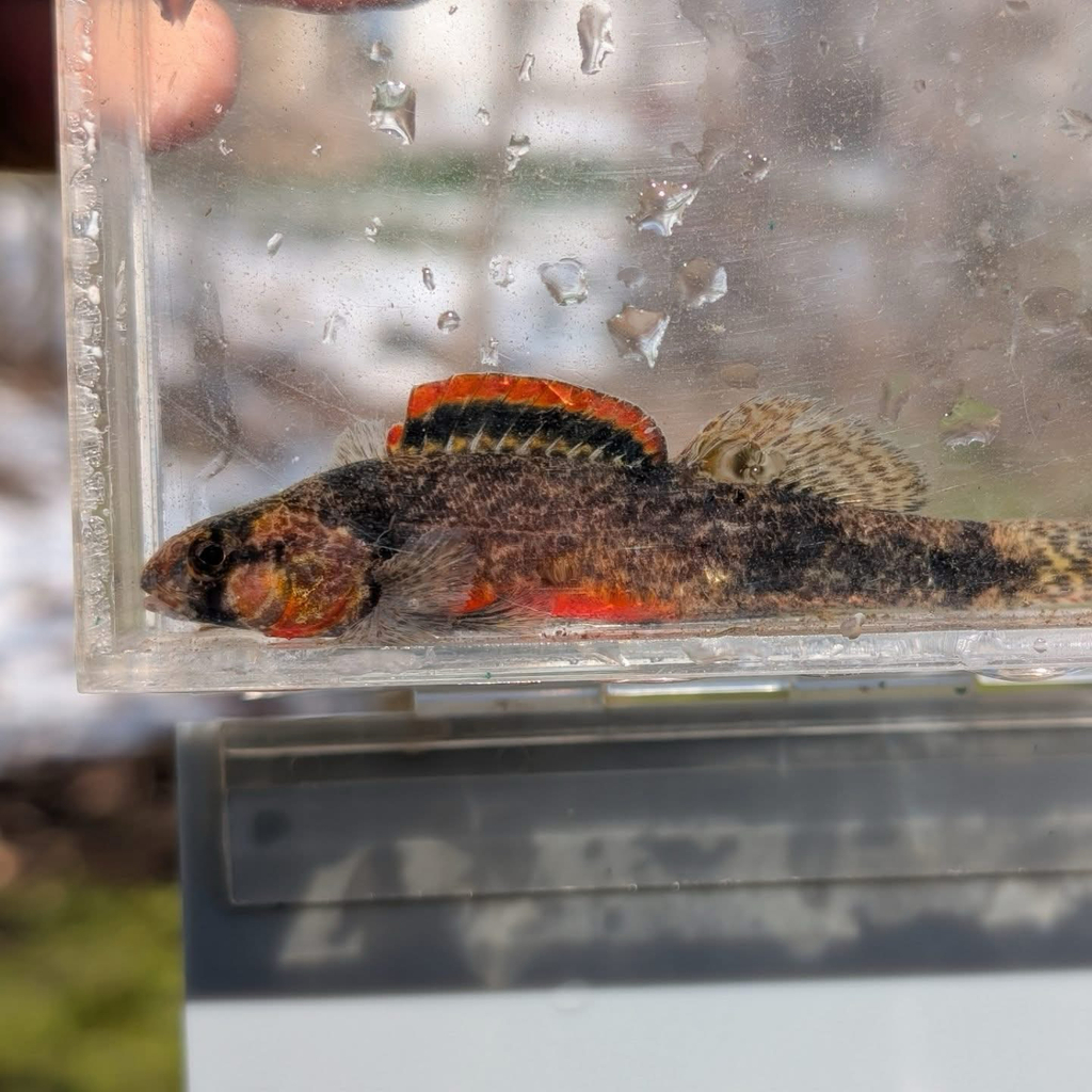 Sunburst Darter