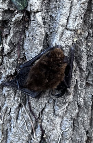 Big Brown Bat photographed in Delaware