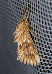 Cynaeda dentalis