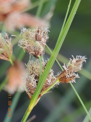 Bolboschoenus planiculmis