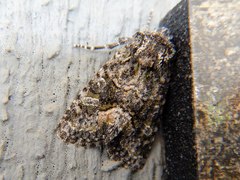 Lacinipolia olivacea