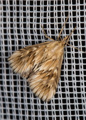 Cynaeda dentalis