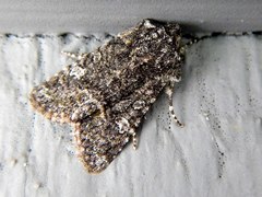 Lacinipolia olivacea