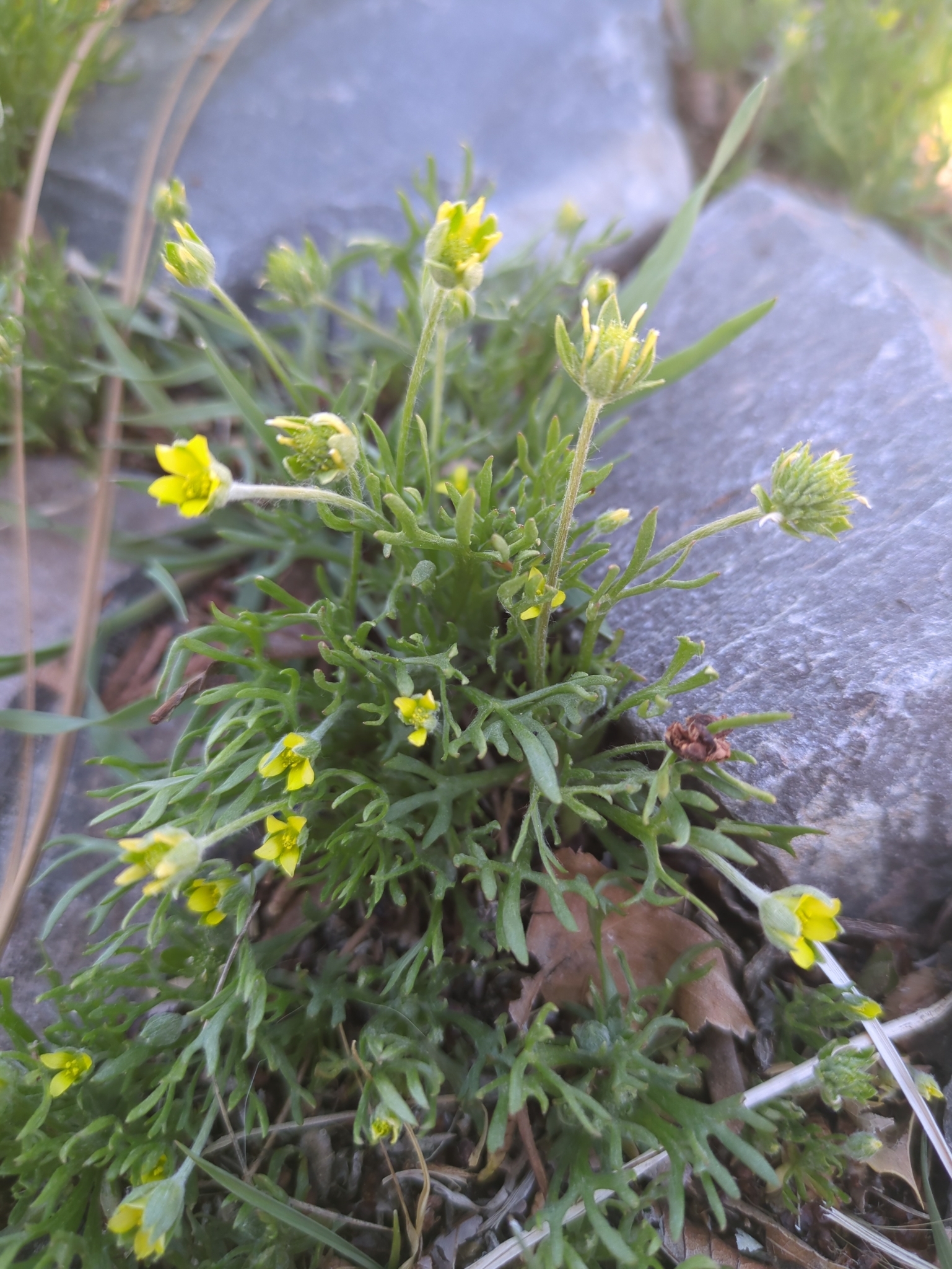Ranunculus testiculatus