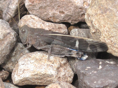 Leprus intermedius