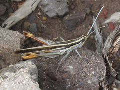 Mermiria texana