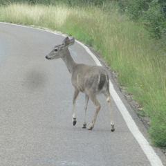 Odocoileus virginianus carminis