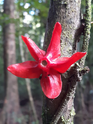 Heisteria cauliflora (Heisteria cauliflora)