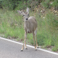 Odocoileus virginianus carminis