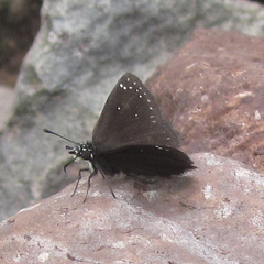 Pholisora