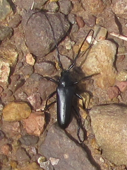 Stenaspis solitaria