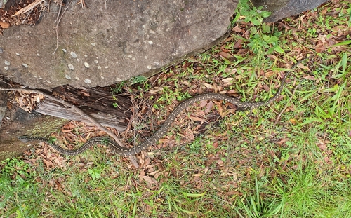 Coastal Carpet Python sighting