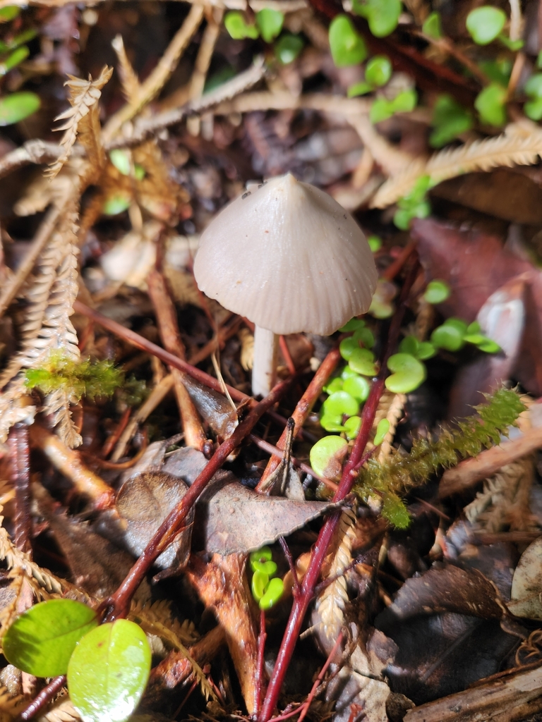 Entoloma canoconicum · March 2025 · photo: © archie_tarn (iNaturalist, cc-by)