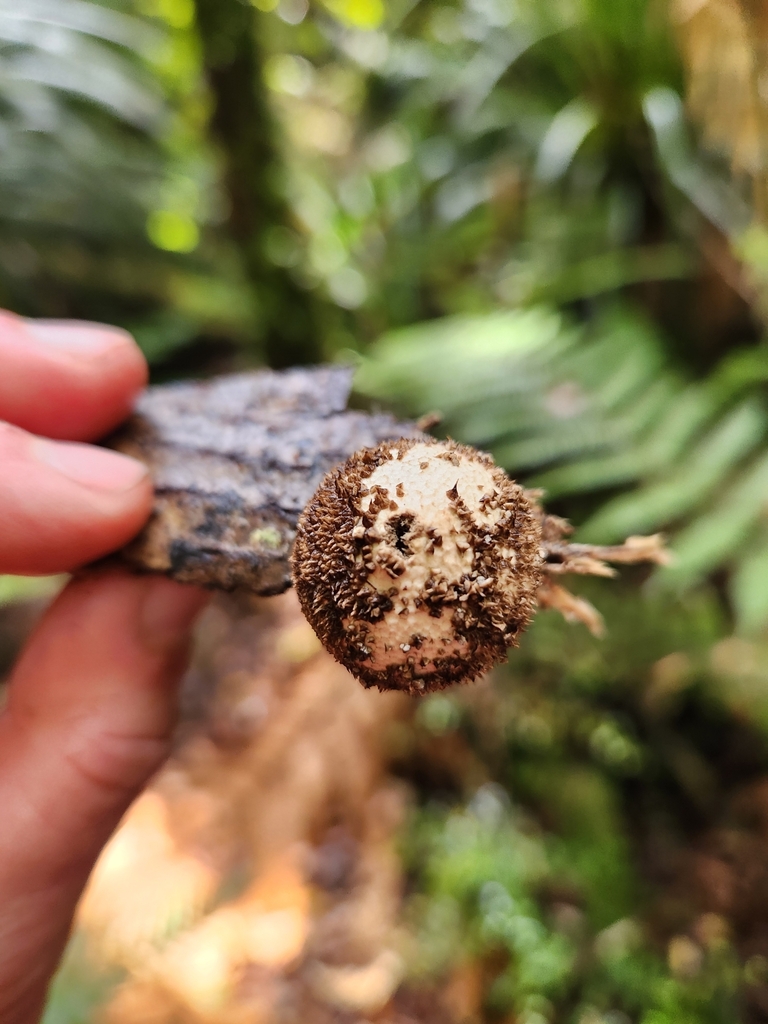 Lycoperdon compactum · March 2025 · photo: © archie_tarn (iNaturalist, cc-by)